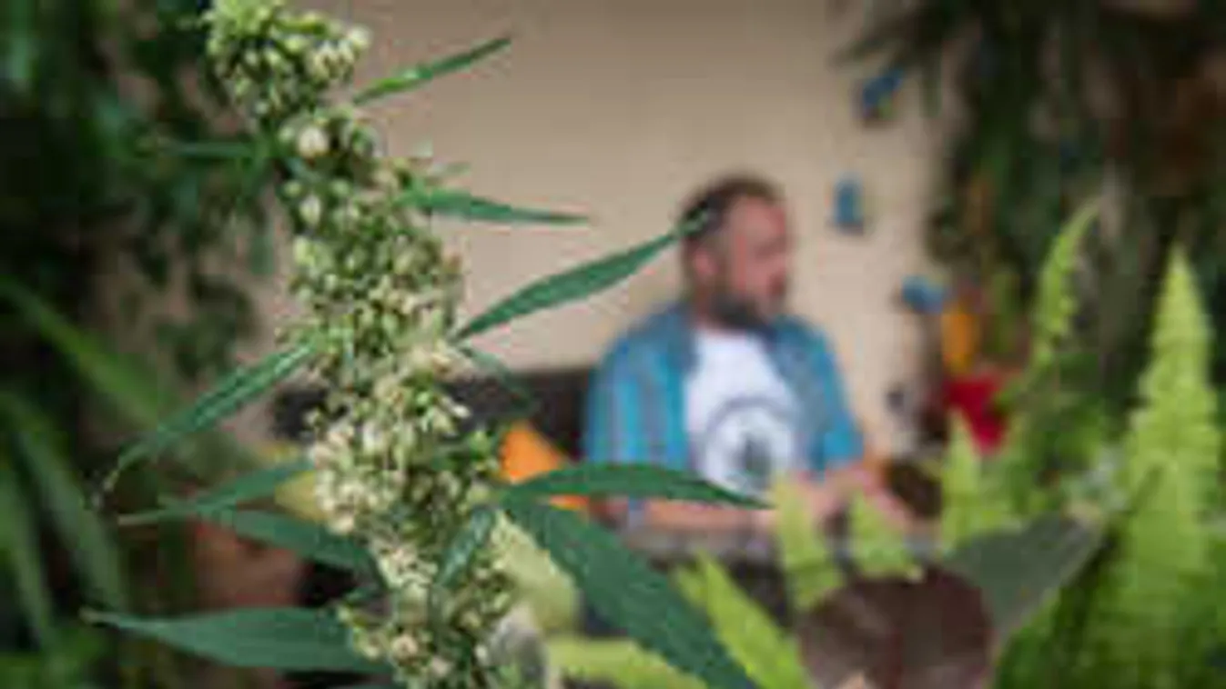 Elképesztő, hogy hol termesztett kannabiszt egy lakiteleki férfi
