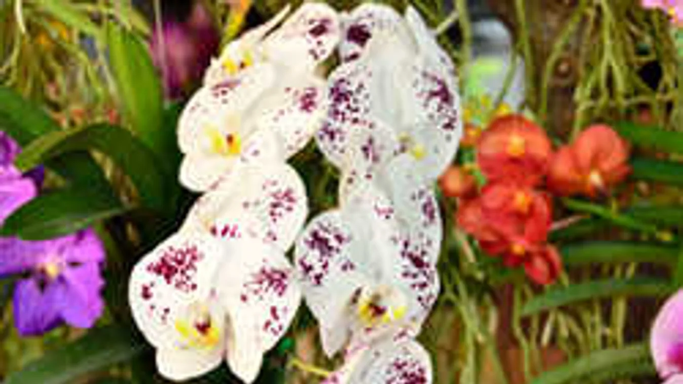 2 millió orchidea Magyarország határában, ide kirándulj el
