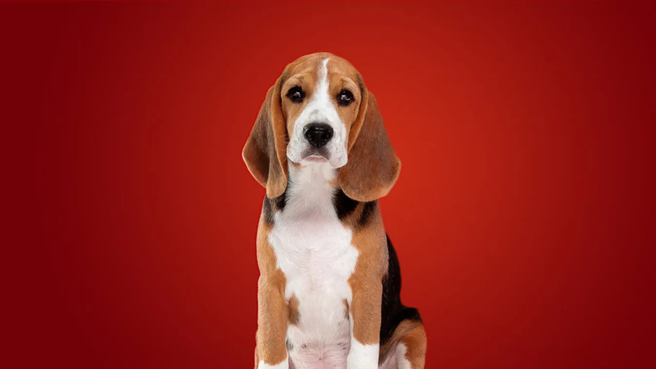 Studio shot of beagle puppy on red studio background