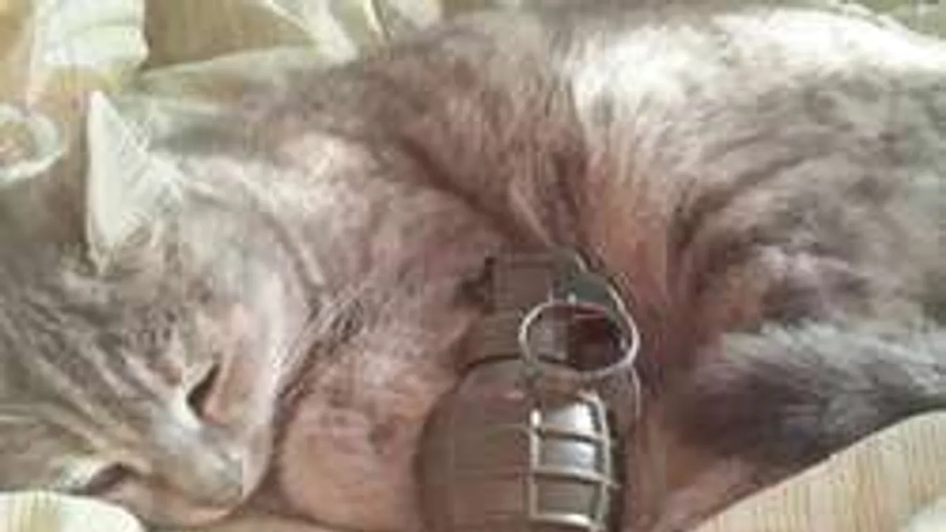 Gyilkos macskák képeivel toboroz az Iszlám Állam egyik tagja