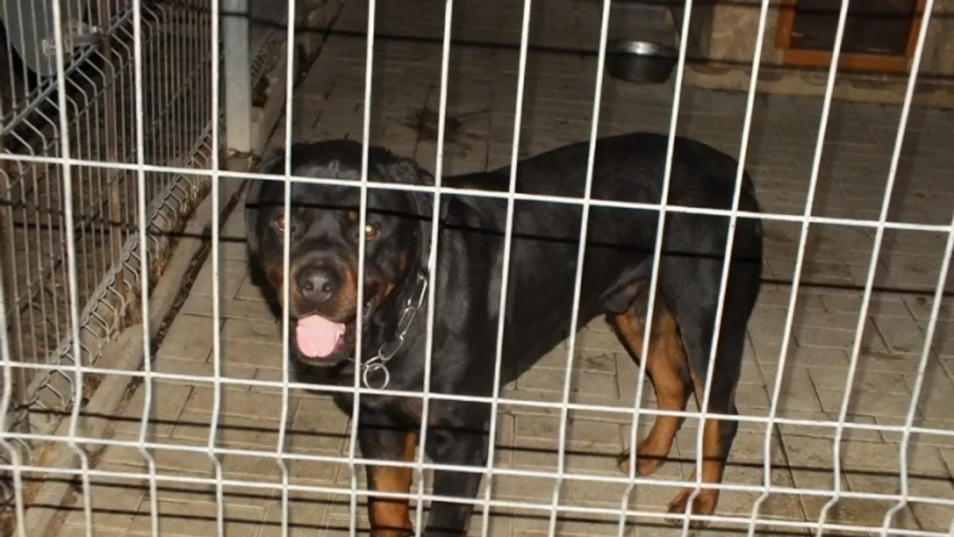 Rottweiler marcangolta a kislányt – örök életére megmaradnak a nyomai