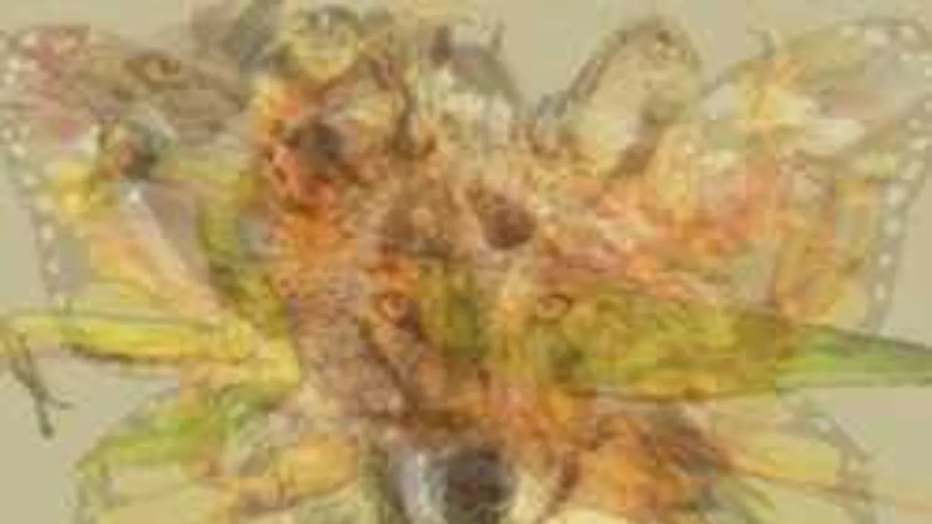 Mit látsz meg először a képen? Többet árul el személyiségedről, mint gondolnád