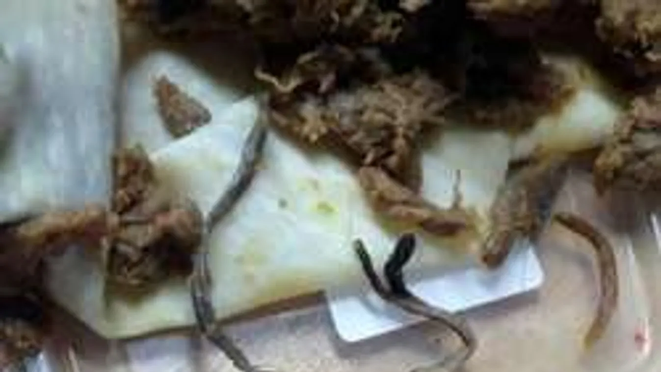 Horror a konyhában: Undorító lények lepték el a kislány palacsintáját