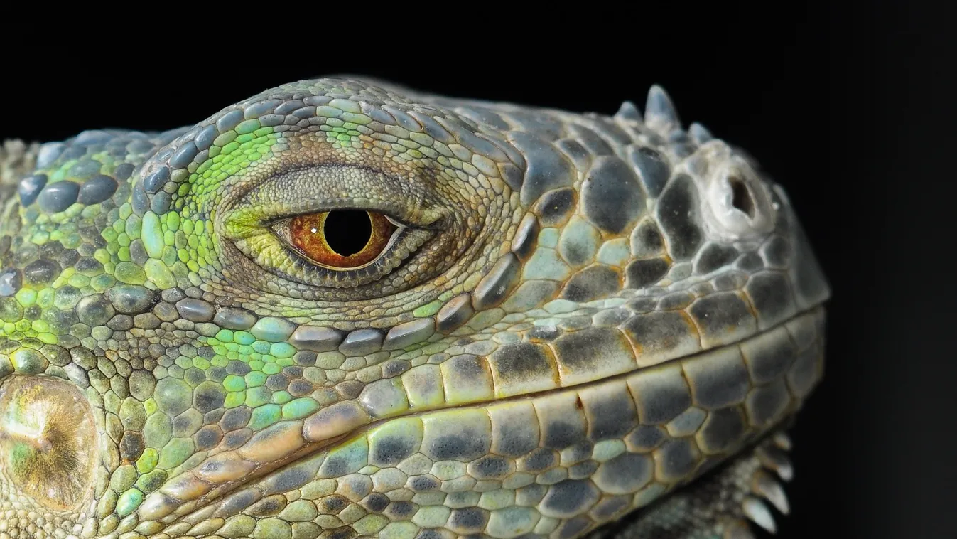 Elképesztő természeti jelenség: megfagynak és lehullanak a fákról a hüllők