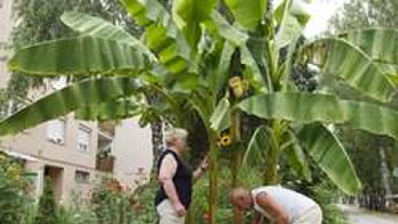 Ezt hozta a forróság: Nagykanizsán már érik a magyar banán