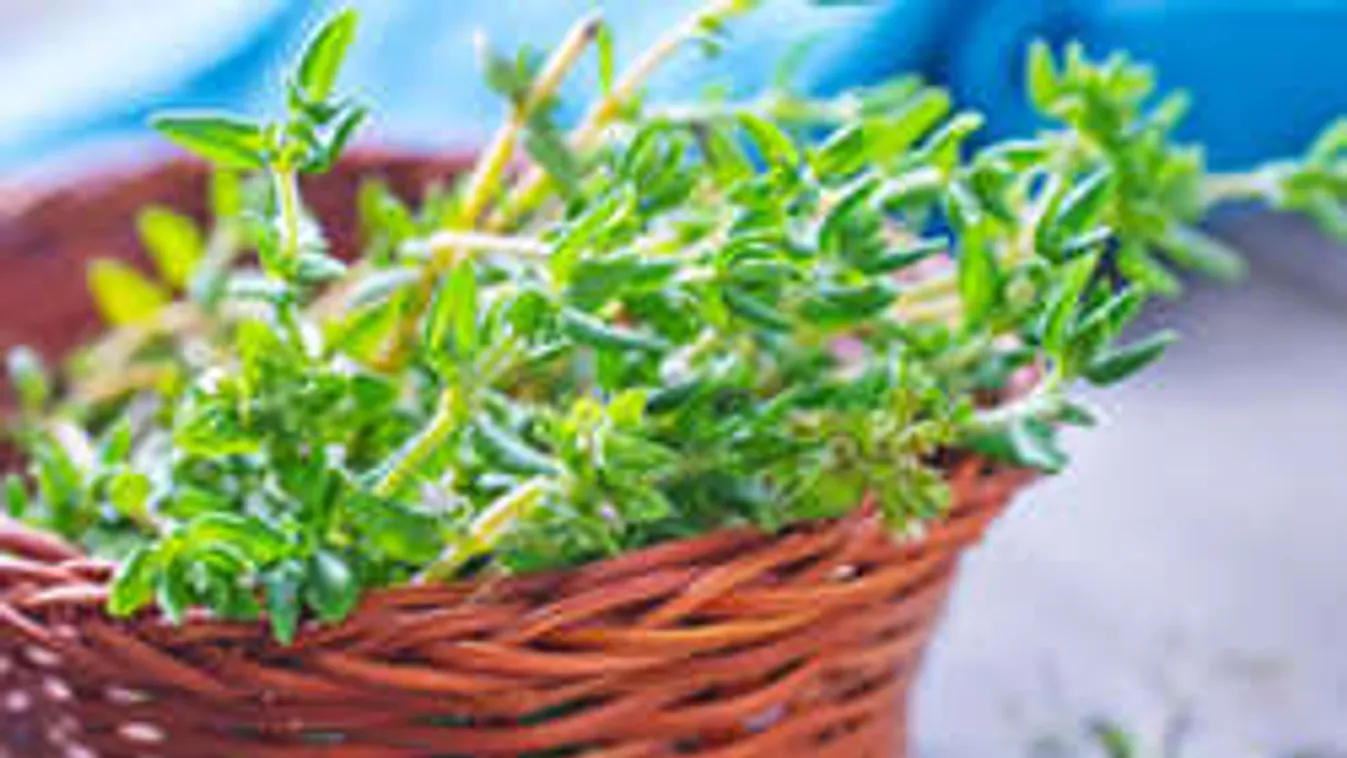 Most terem a kiskertekben a zsírégető csodafűszer! Tárazz be télire!