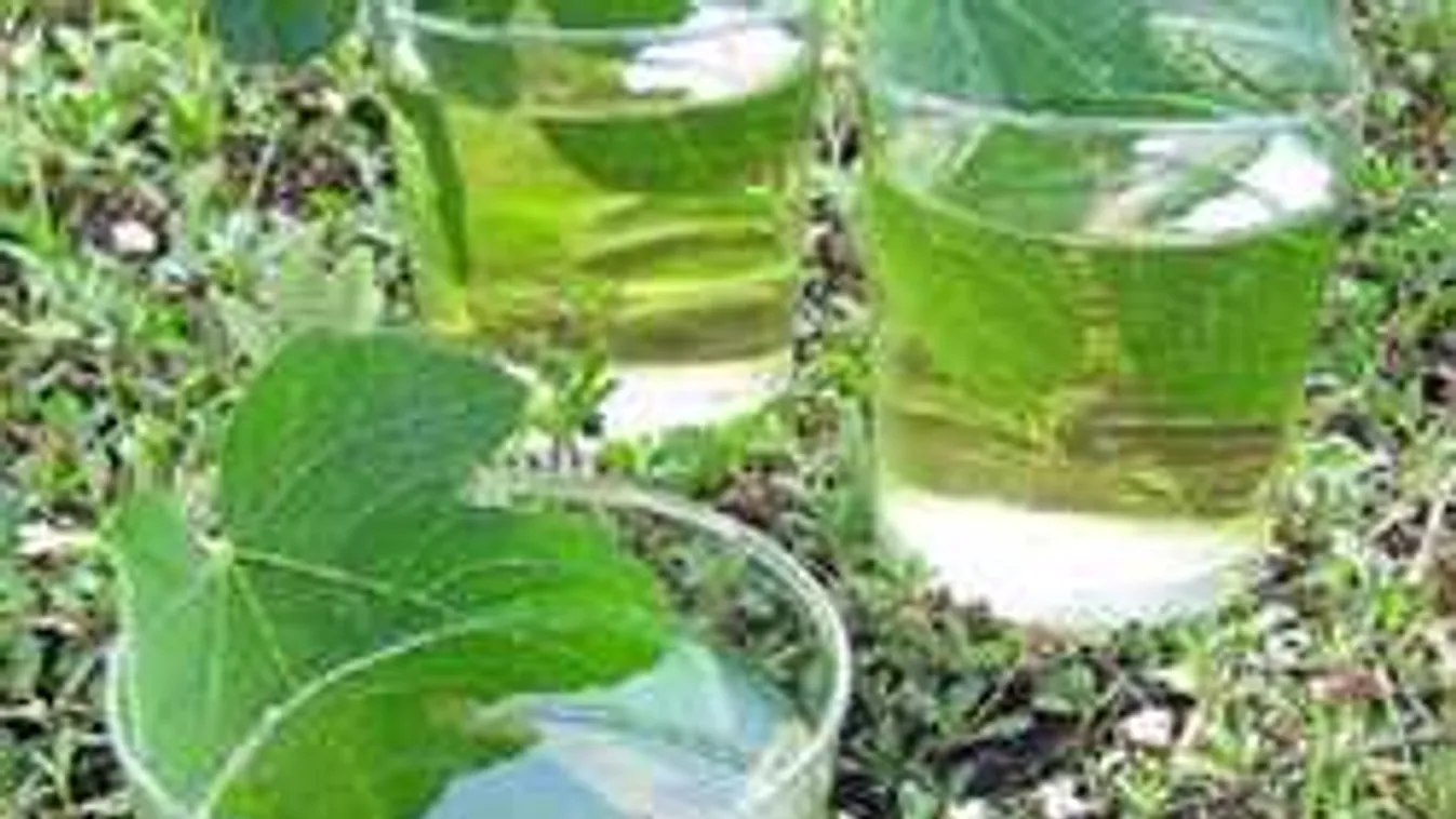 Ebből az egyszerű növényből remek vérnyomáscsökkentő lehet