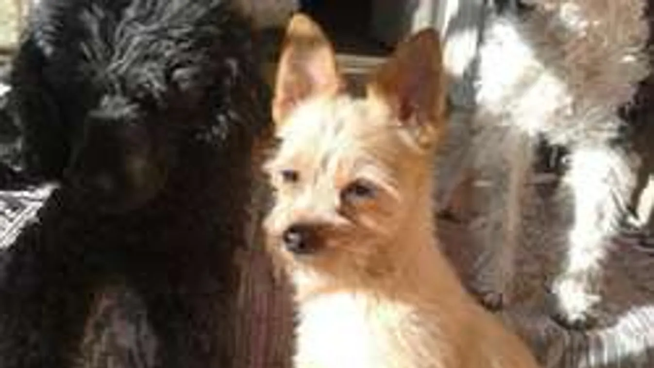 Rettenetes körülmények közül mentették meg a kicsi kutyát! Keressük a gazdit!