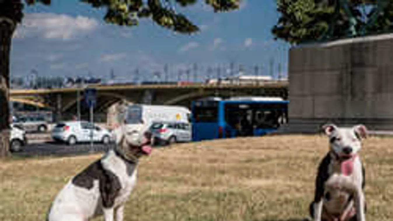 Magyar sztárok figyelmeztetnek: mérgezett húst találtak a kutyafuttatóban