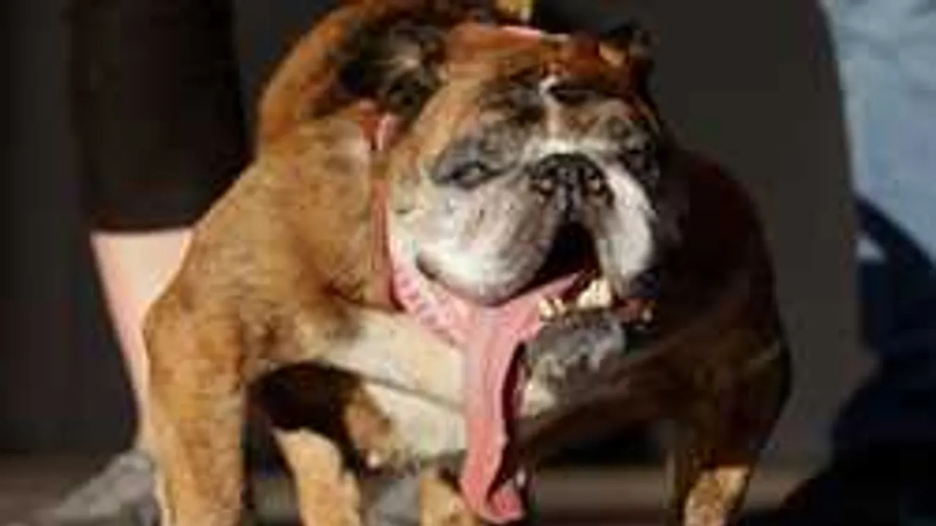 Ezért ütik el a gazdik a saját kutyáikat