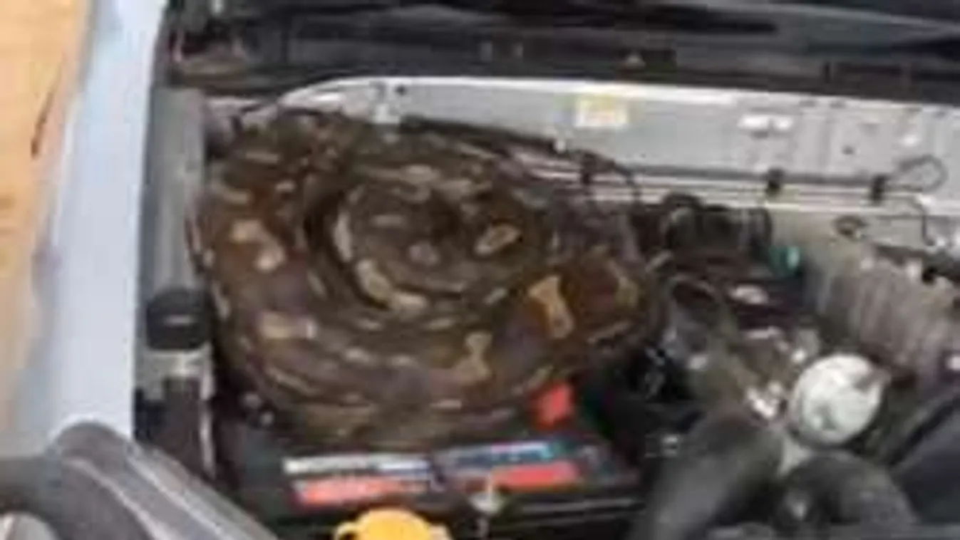 Ijesztő lény lapult az autóban, halálra rémült a sofőr!