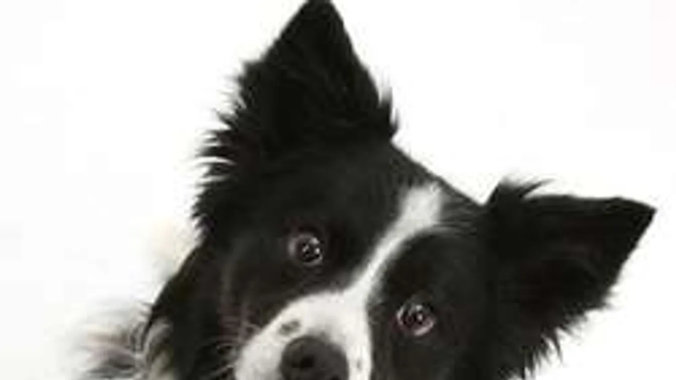 Aljasság! Patkányméreget szórnak ki a kutyáknak Újlipótvárosban!