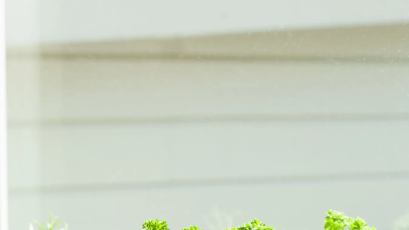 Ültesd el a petrezselymet, így lesz mindig friss az erkélyen