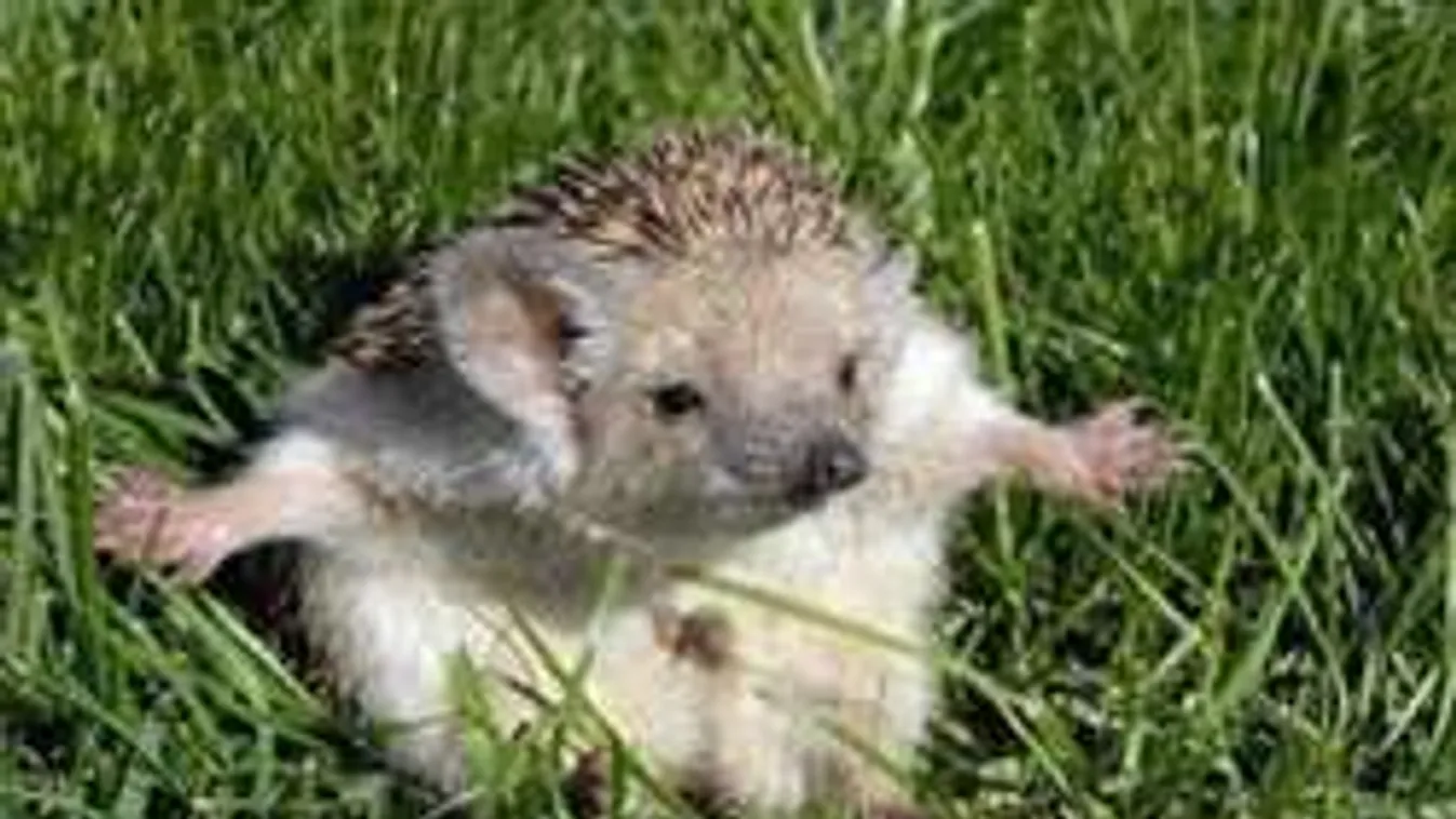 Tüske nélküli sünbe szerelmes a világ!