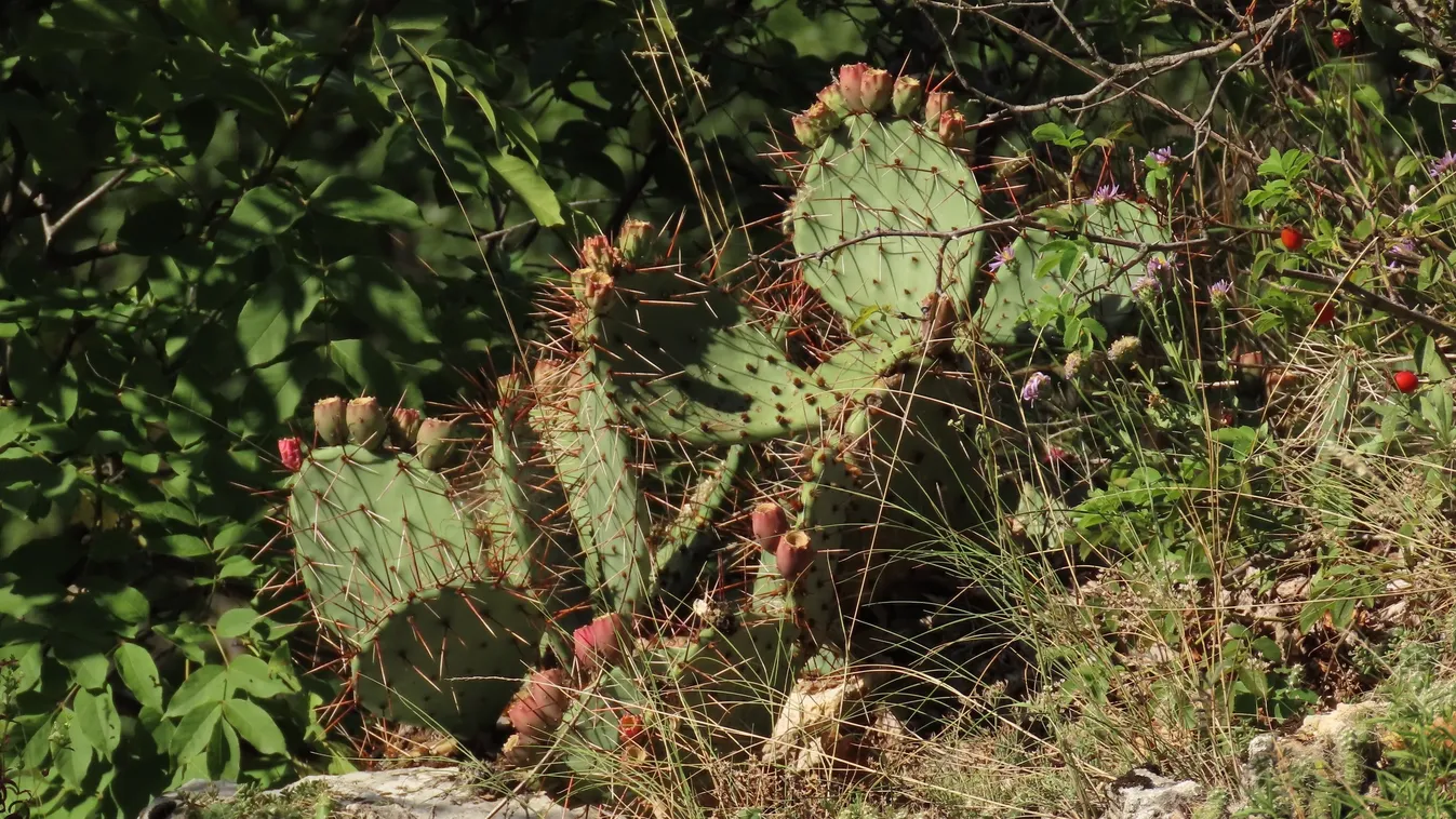 Kiirtották az oda nem való kaktuszt a Pilisben