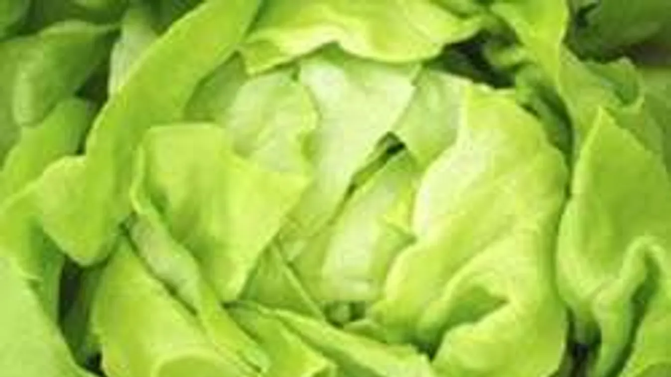 Mérgező salátát árult egy hazai üzletlánc