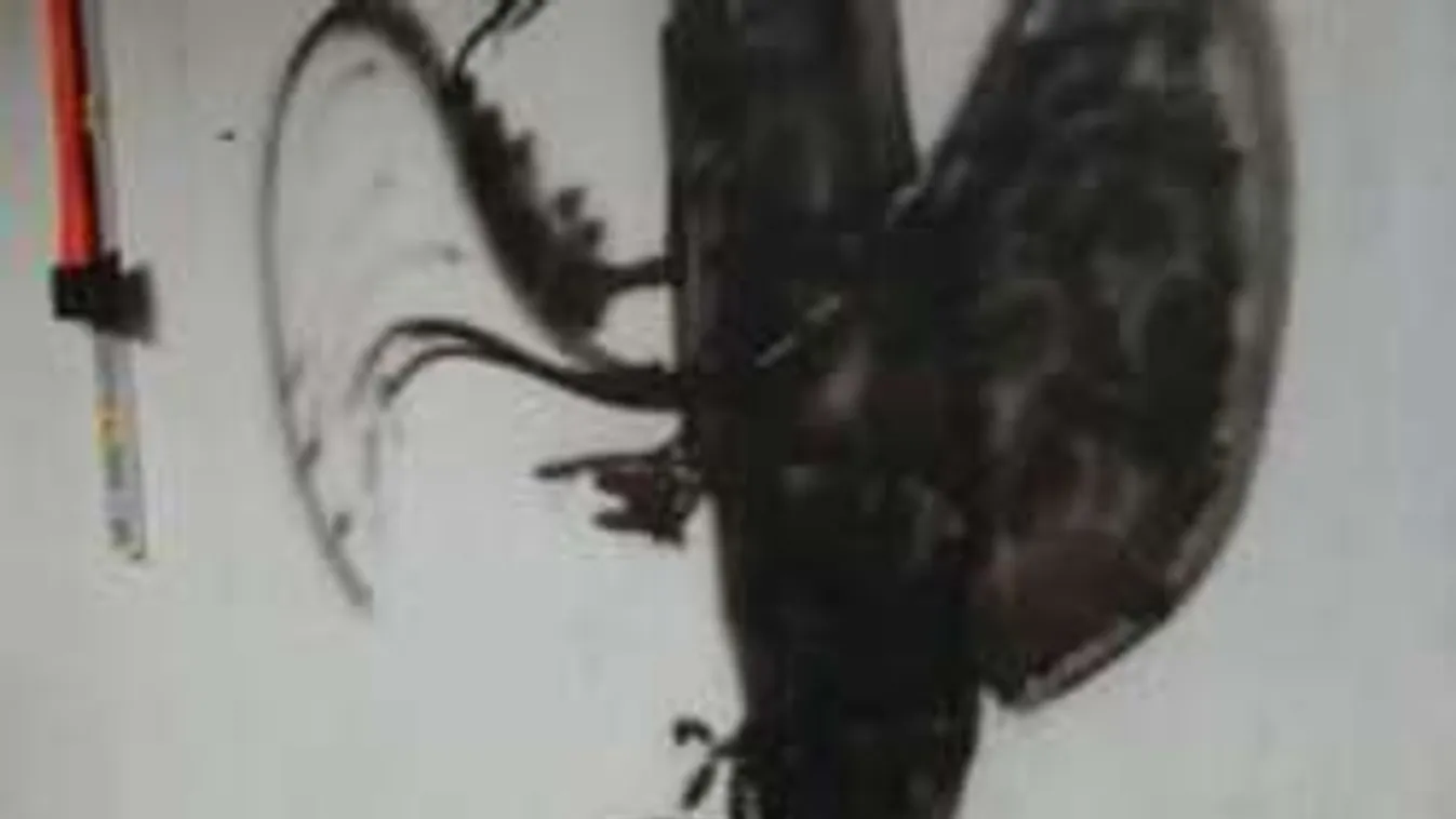 Fogadjunk, hogy nem jössz rá, mit ábrázol ez a kép! Teszteld magad!