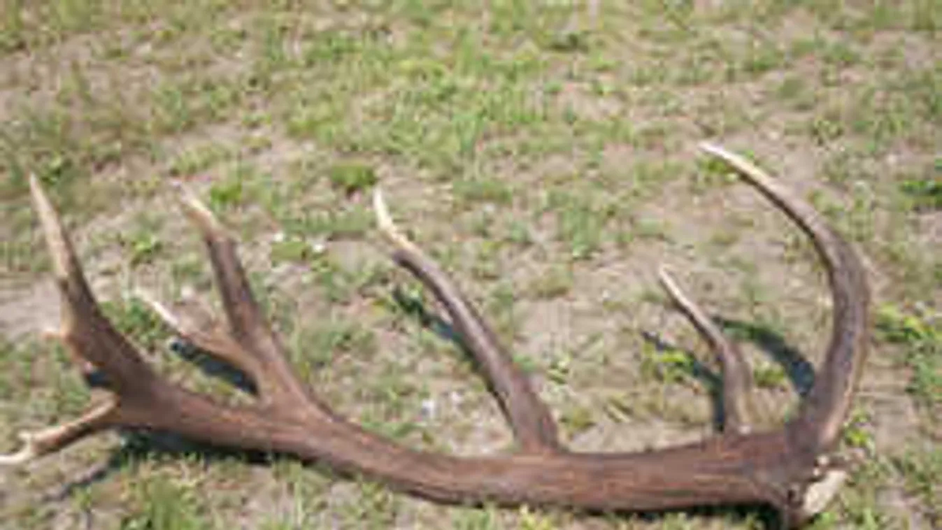 Még a rendőrök is meglepődtek, mit találtak a szabolcsi orvvadászoknál