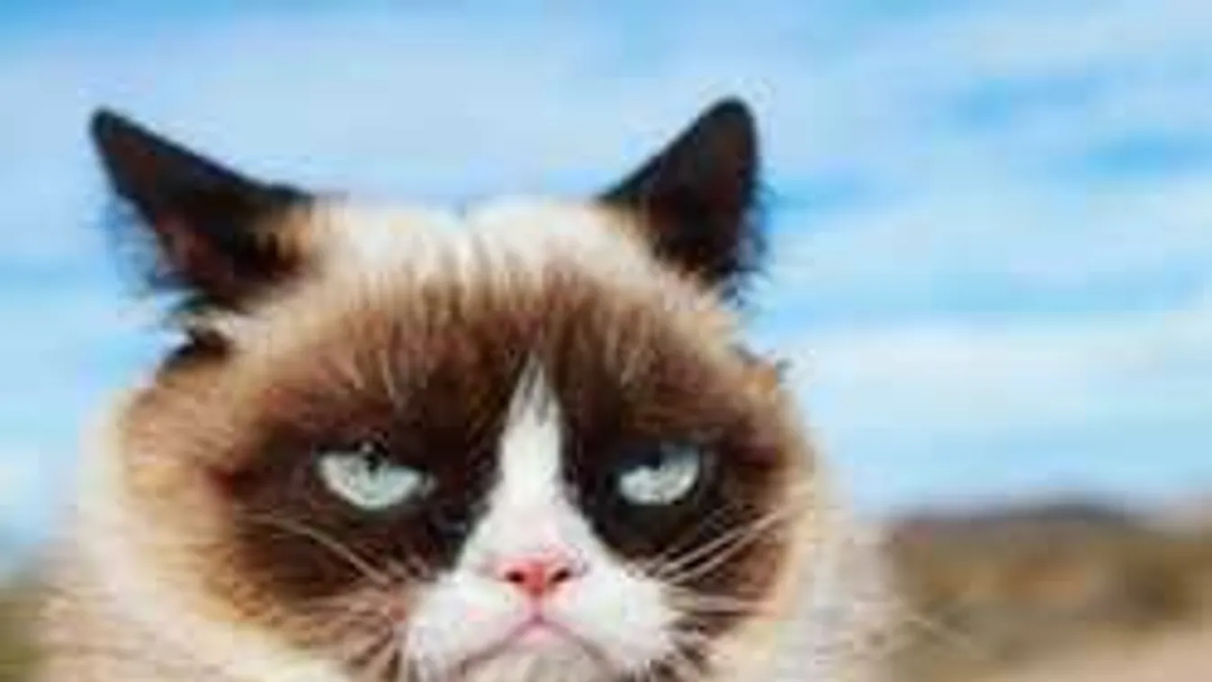 Meghalt Grumpy Cat, a világ legmorcosabb macskája