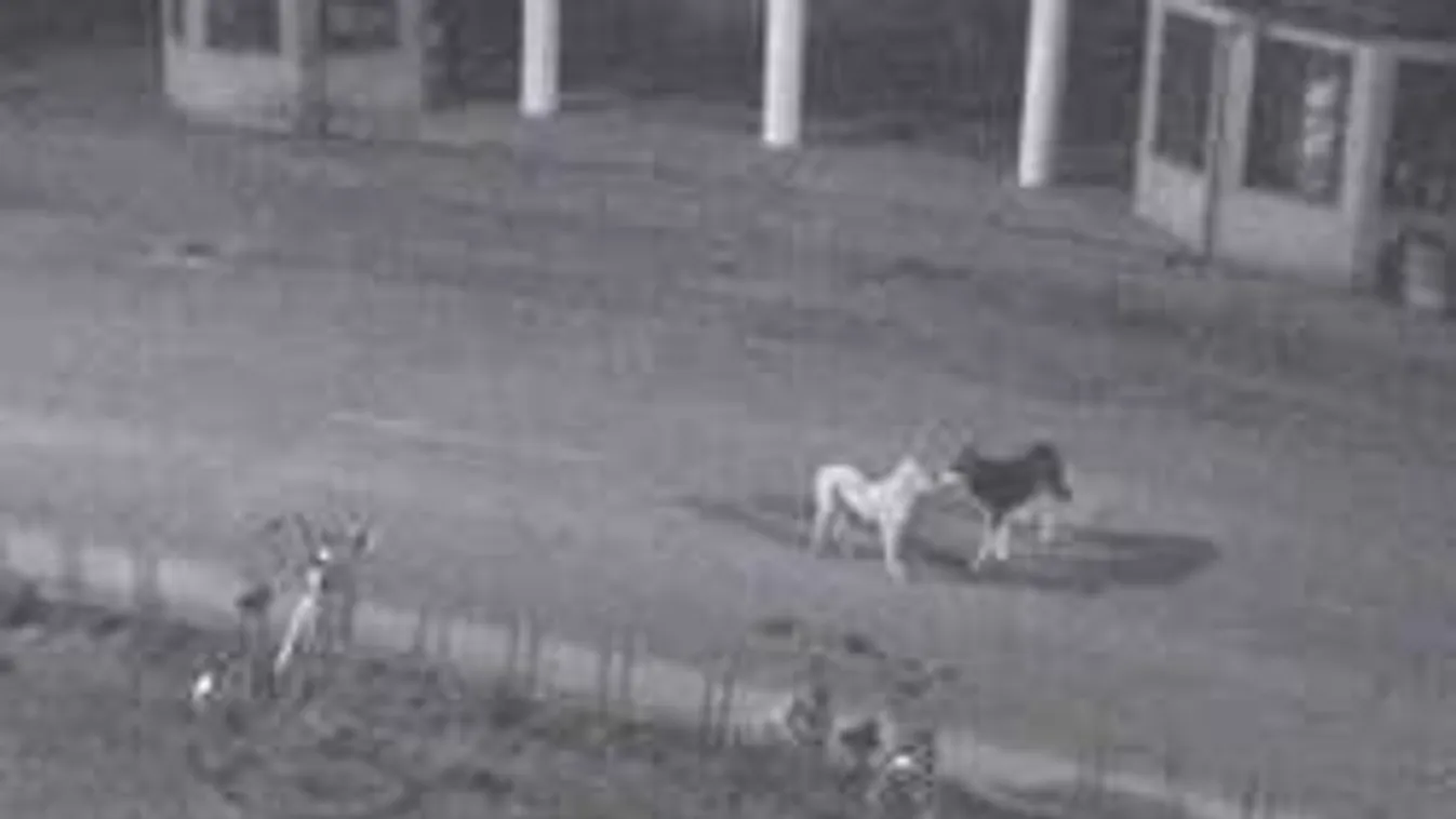 Megvadult kutya támadt meg egy óvodást Mezőberényben