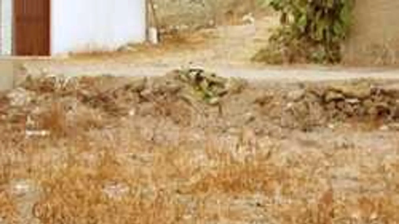 Találd meg a macskát a képen - erre csak a zsenik képesek...