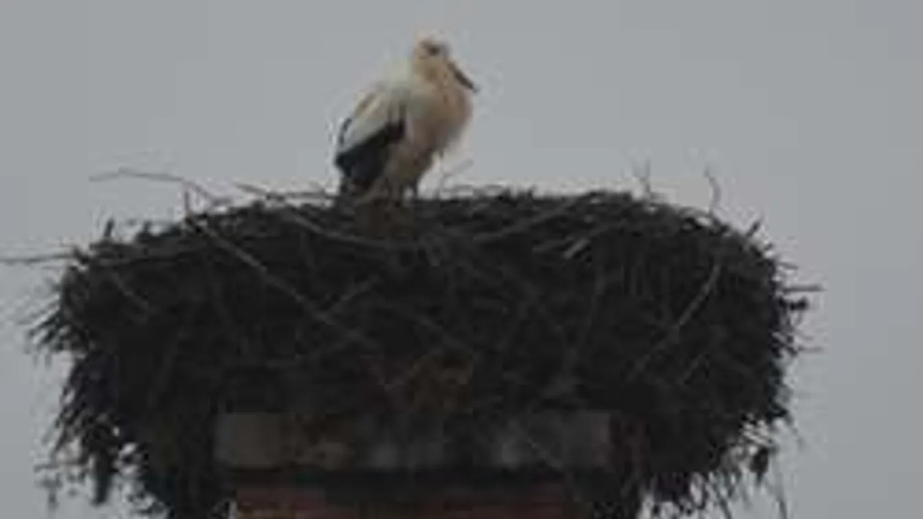 Sorra térnek haza a gólyák - de ezer veszély leselkedik rájuk!