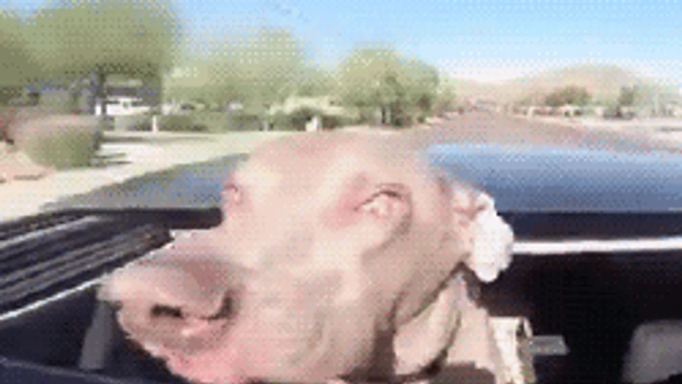 Veszélyes! Ezt ne hagyd a kutyádnak, bármennyire imádja is!