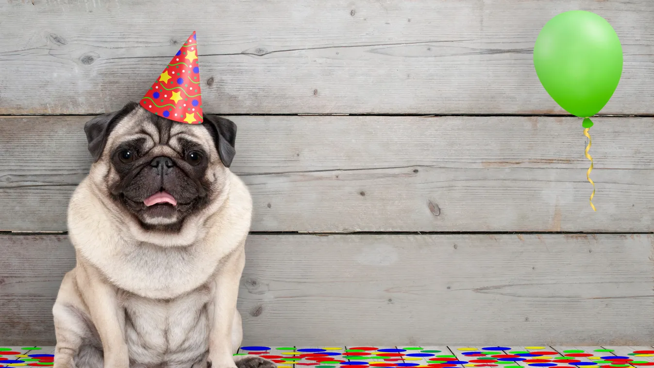 Ezért kérnek felmentést az állatvédők a kijárási korlátozás alól szilveszter éjszaka