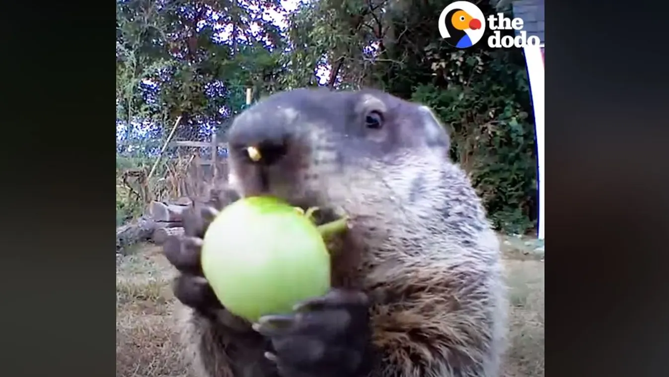 A hónap sztárja: a kamerába bámulva zabálja fel a zöldségeket a mormota – videó