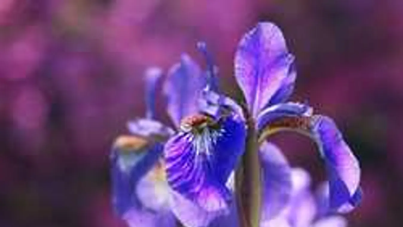 Melyik virág mit jelent? Ezt nem árt tudni