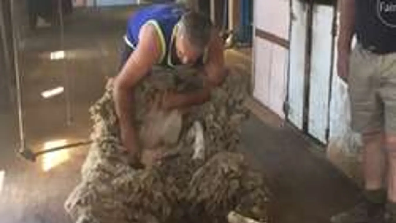 Így tért haza Barbie, a két éve megszökött birka