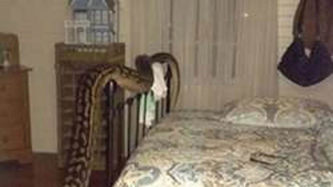 Hátborzongató lakótárs: Ötméteres kígyót talált a hálószobájában