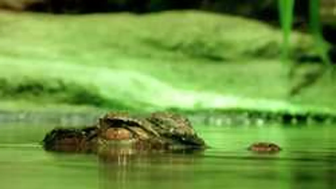 Felfoghatatlan tragédia, krokodil ette meg a kétéves gyereket +18