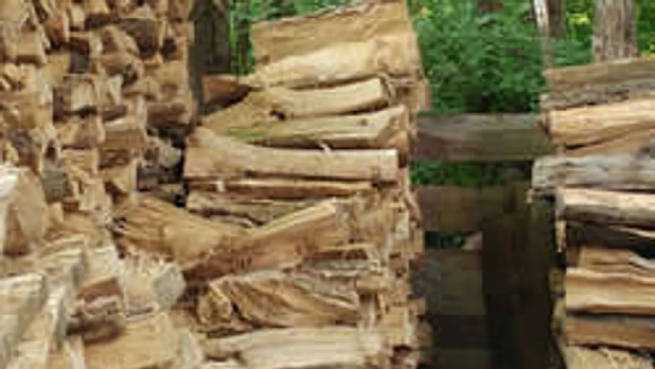 Ez a macska kergeti őrületbe a világot! Te megtalálod?