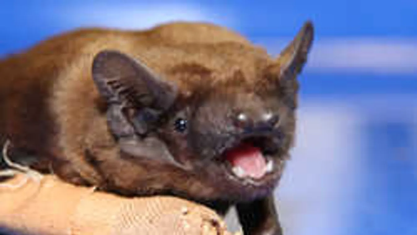 Ez a gipszelt kis denevér tarol most a neten - videóval