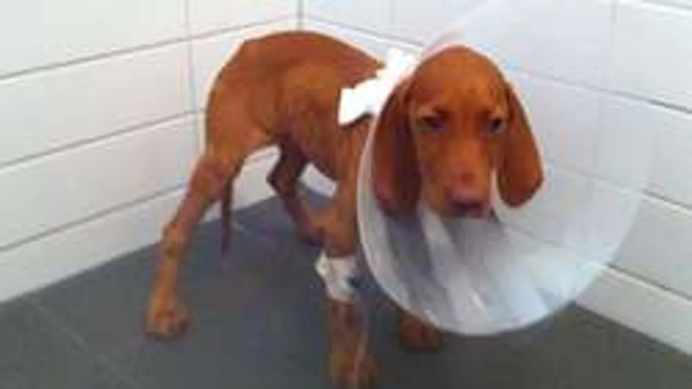 Magyar állatkínzókat ítéltek el Németországban