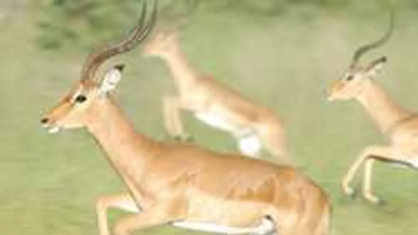 Forrong a 18. kerület népe: Gazellaként ugrotta át a kerítést a betörő