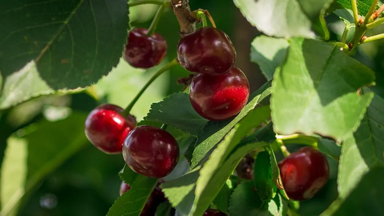 Soha többé ne dobd el a meggynek a szárát, hihetetlen, mire használhatod
