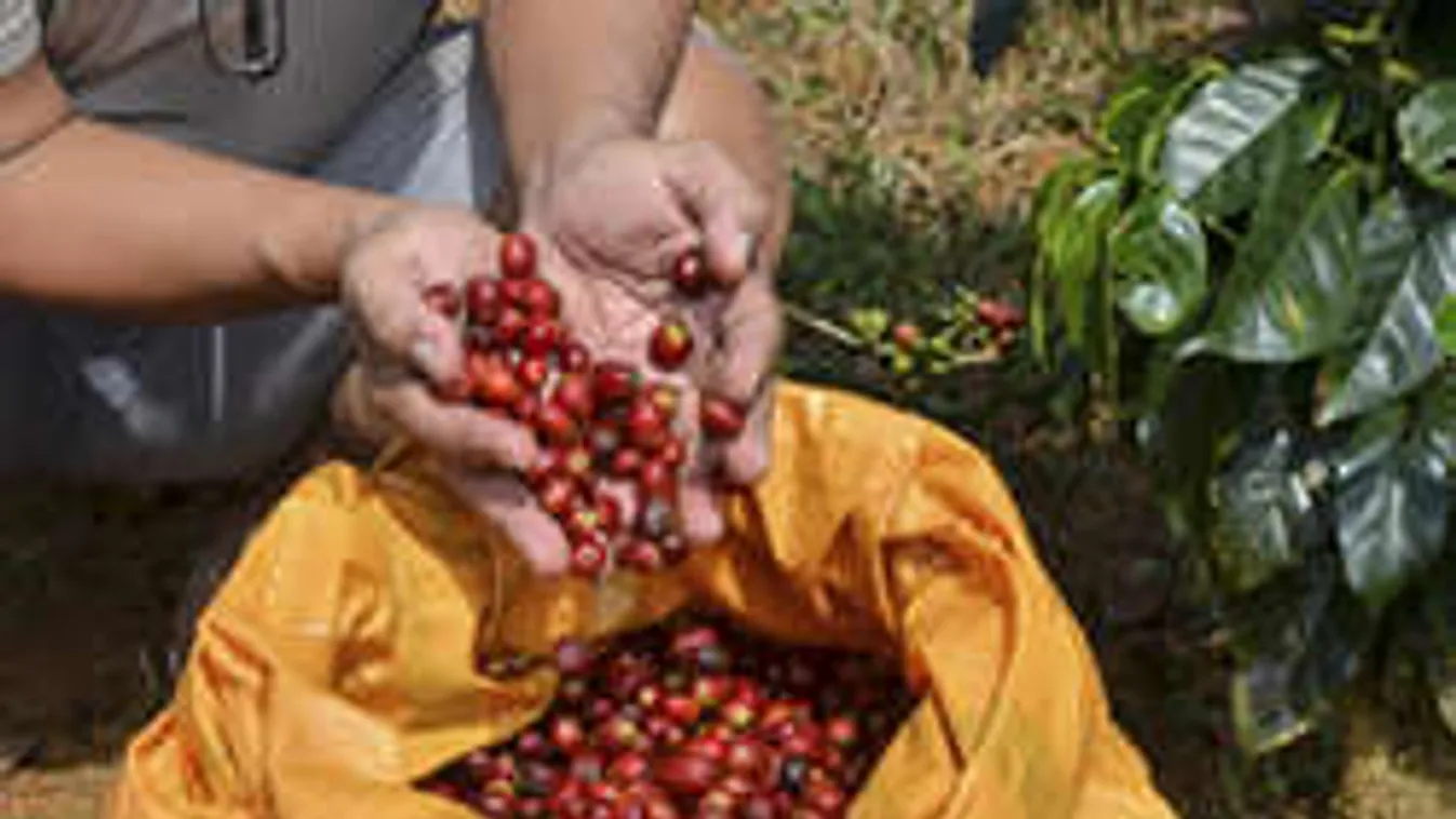 Zuhan a kávé ára. Mi mikor kávézhatunk olcsóbban?