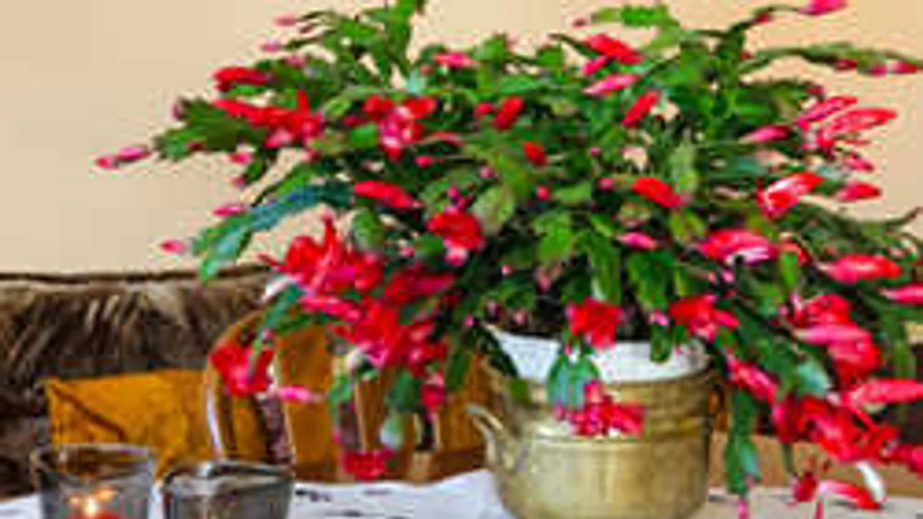Nagy októberi trükk, így lesz gyönyörű az ünnepekre a karácsonyi kaktusz