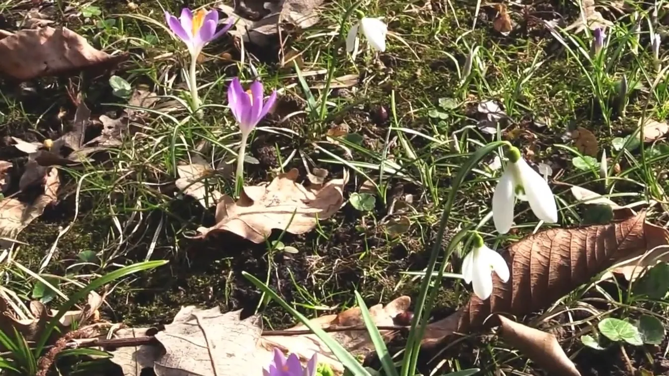 Ennek a virágpárosításnak örülhetnek a drukkerek – A Füvészkert titkai 2. rész