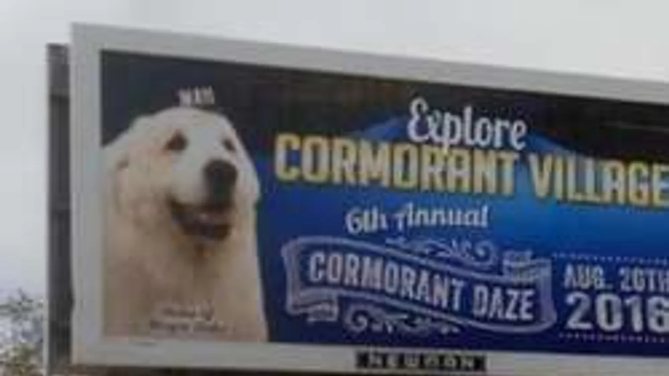 Bolond világ: Ismét kutya lett a város polgármestere