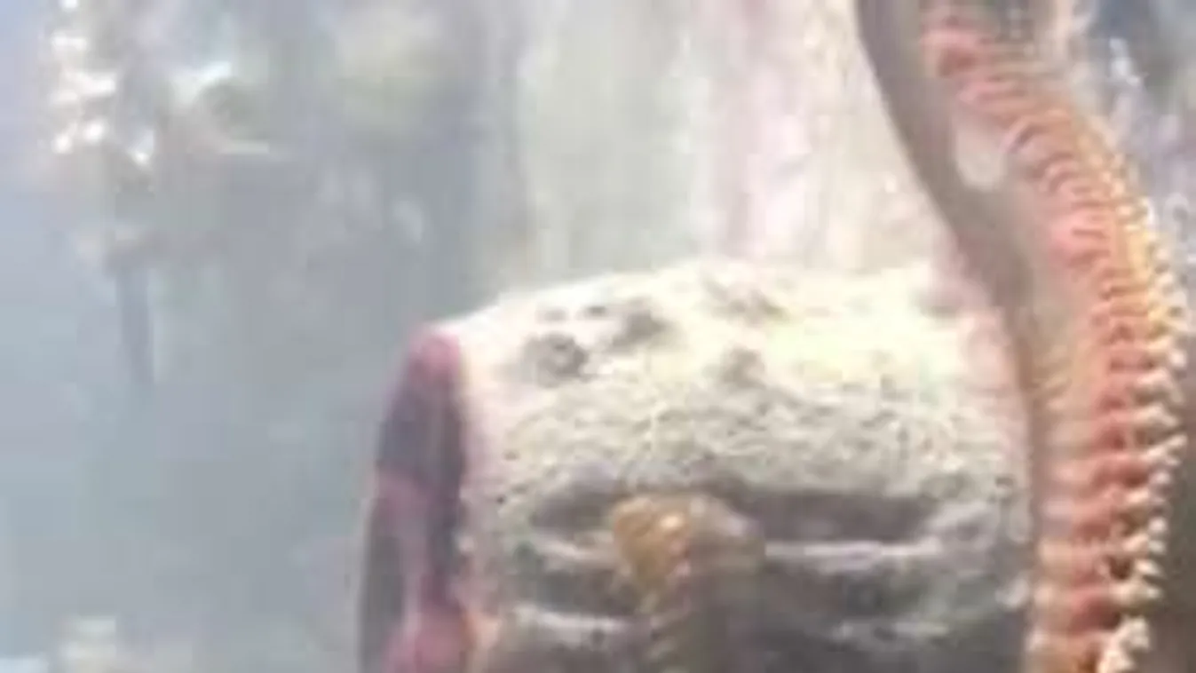 Rémálom az akváriumban: Méteres tengeri férget talált takarítás közben!