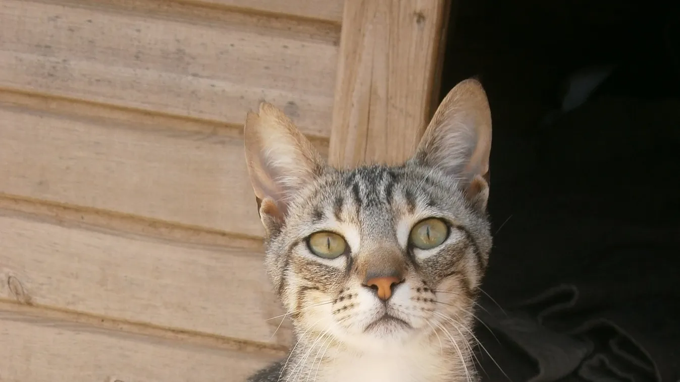 Már több mint 200 ezren hozzászóltak az állatvédelemhez – Még te is megteheted!