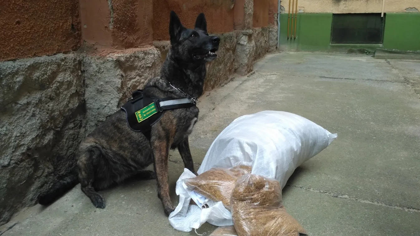 Ez a kutya megéri a pénzét: Milliókat hoz a szimata