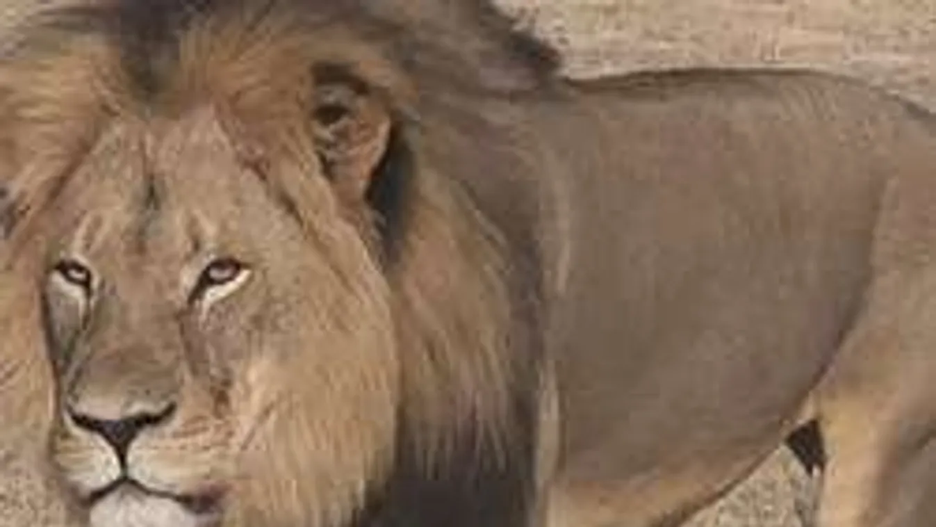 Bosszú az Oroszlánkirályért! Megtámadták a gyilkos vadász házát!