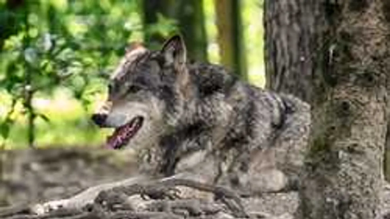 Félnek az emberek: hatalmas állatok járnak be a faluba, éjjel tépik szét a teheneket