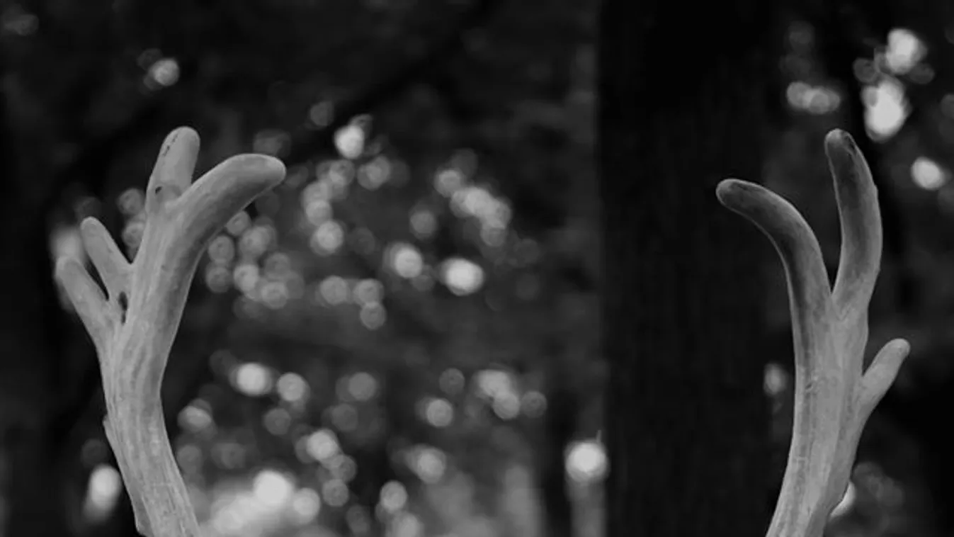 Dráma a magyar vadasparkban: szomszédja ölte meg a híres fehér szarvast