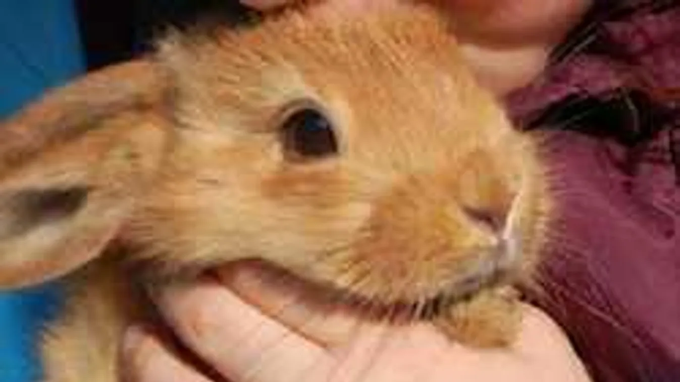 Ne éhezzetek! Egyétek meg a nyulaitokat!