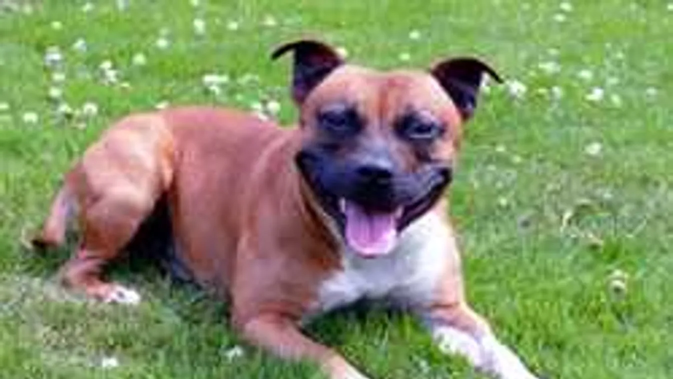 "Meg fogok halni, szeretlek, anya!" - kutya marcangolta a kisfiút